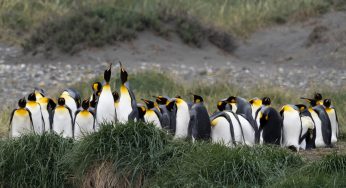 Visitar la Reserva Natural Pingüino Rey (Chile)