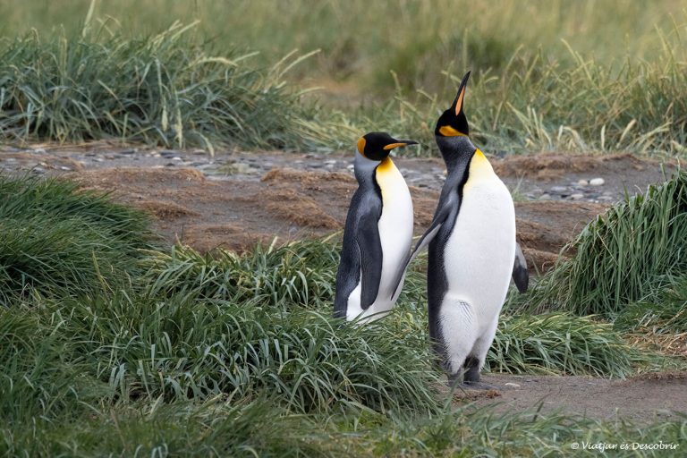 Pingu Rey Visitar la Reserva Natural Pingüino Rey (Chile) - Viajar es Descubrir