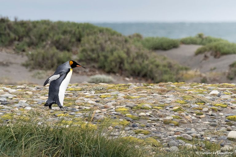 Pingu Rey Visitar la Reserva Natural Pingüino Rey (Chile) - Viajar es Descubrir