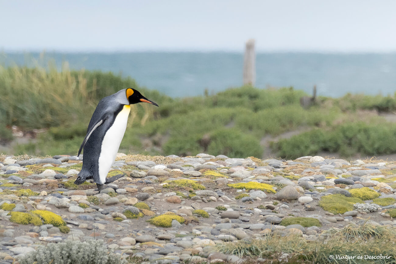 visitar la reserva natural pingüino rey por libre es sencillo y una oportunidad única de ver la segunda especie de pingüino más grande del planeta