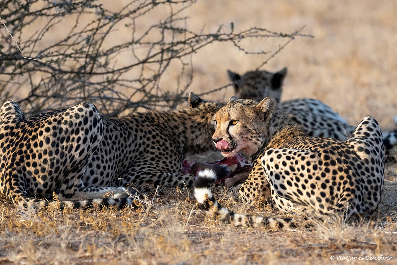 tres guepardos en la reserva de Samburu alimentándose de una gacela