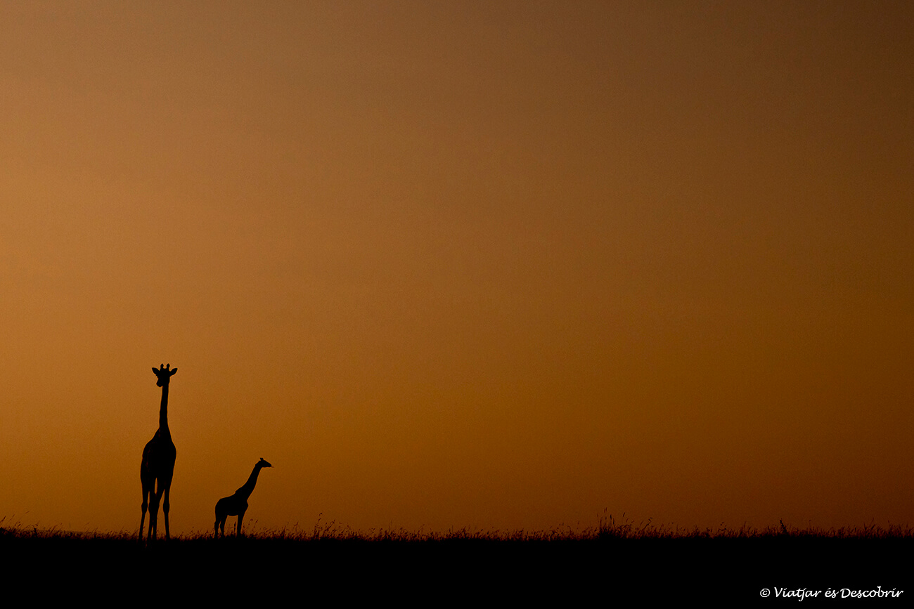 siluetas de dos jirafas al atardecer en el masai mara