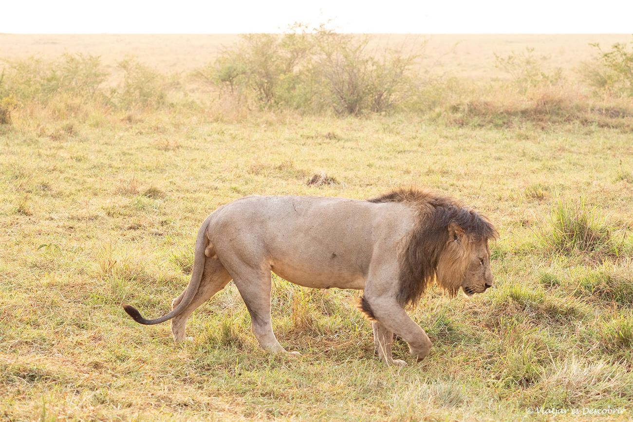 un enorme león macho al amanecer paseando cerca del vehículo con el que hice el safari en Kenia en español