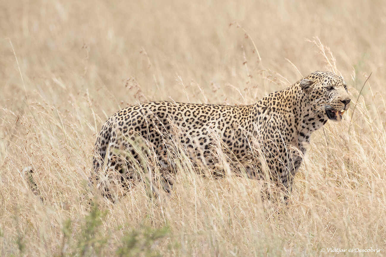 un leopardo en el masai mara rodeado de hierba seca