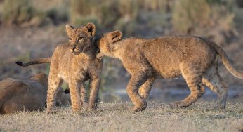 Safari en Kenia en español: Cómo reservarlo