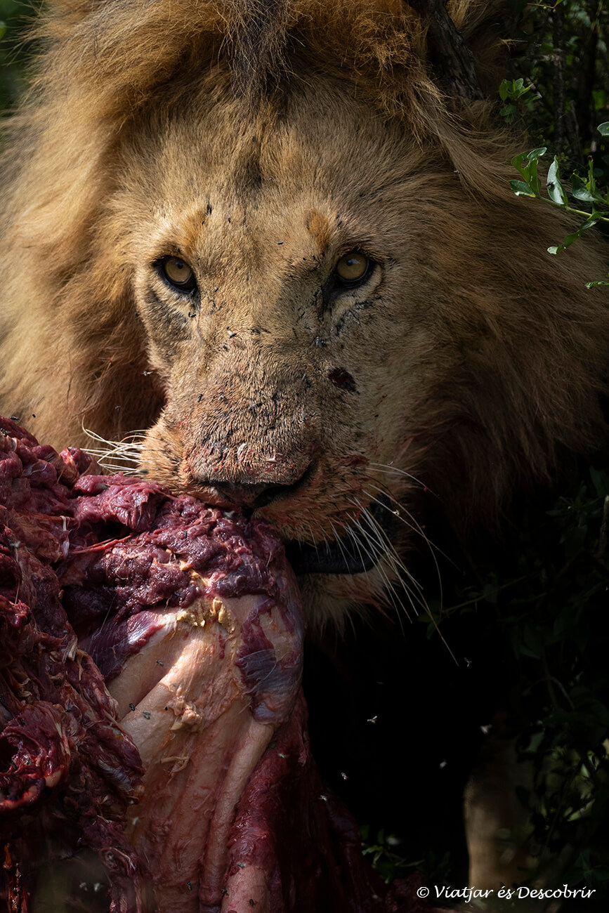 primer plano de un león macho comiendo los restos de una cebra