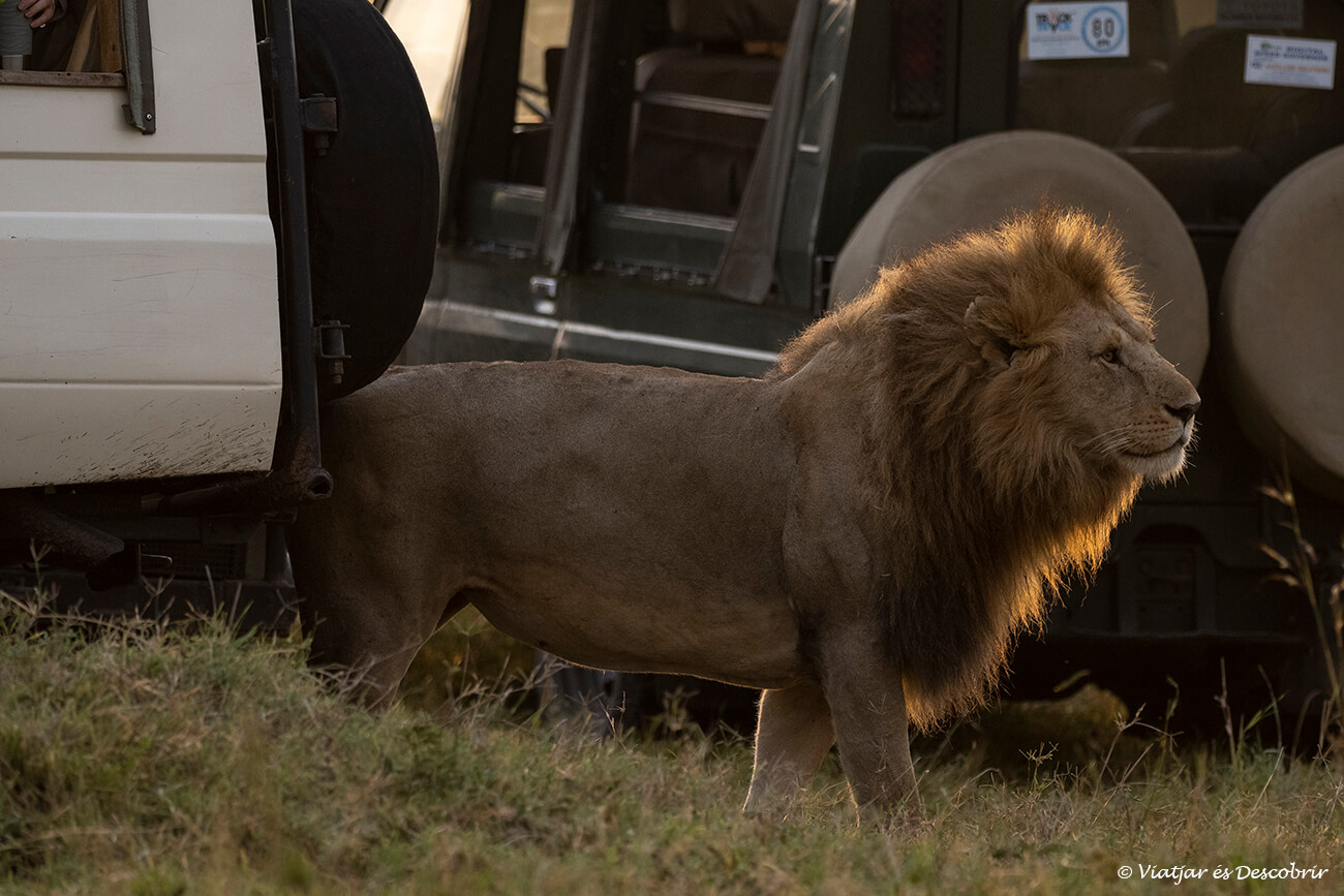 un león parado cerca de dos 4x4 en un safari