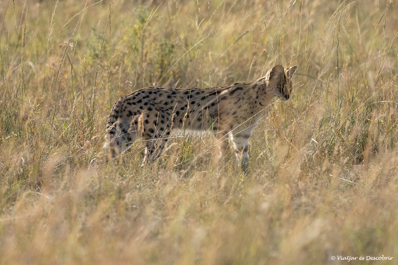un serval que es uno de los pequeños felinos que se pueden ver a lo largo de un safari en Kenia en español