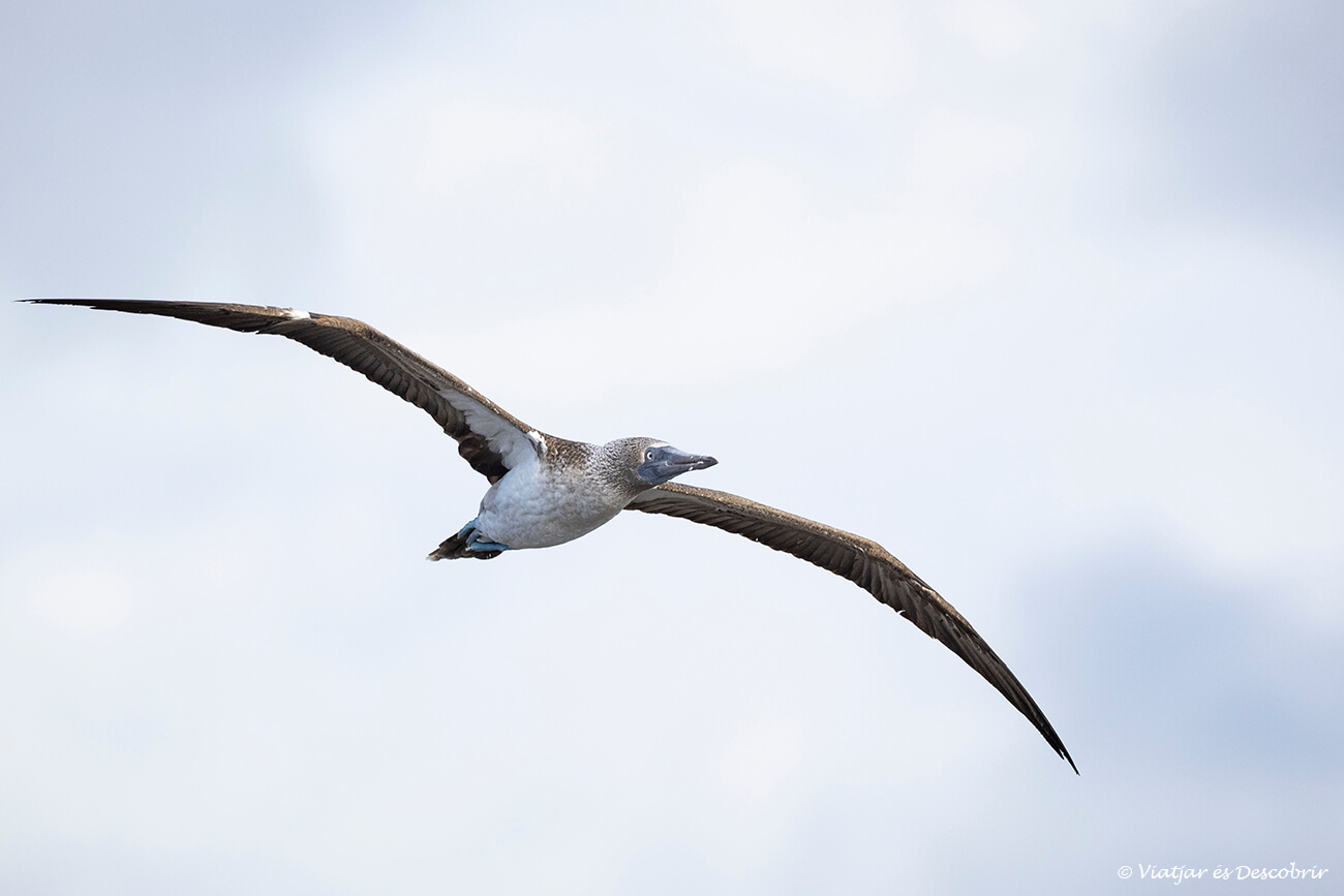 piquero patas azules volando