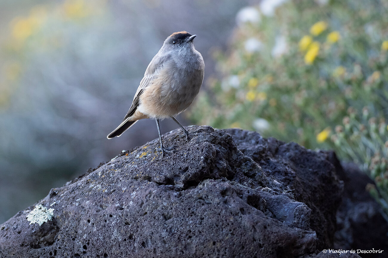 pájaro en la patagonia