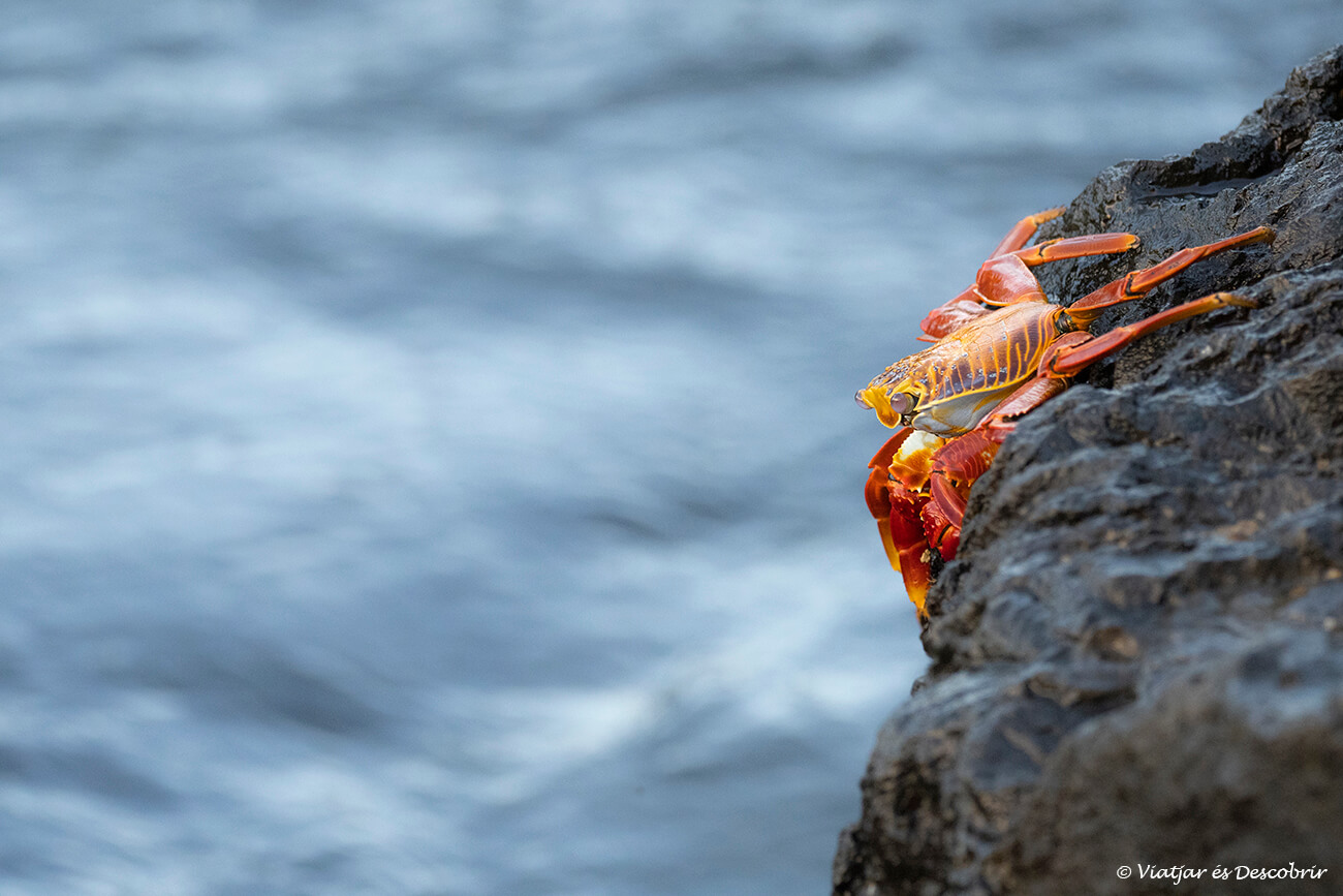 cangrejo rojo de las galápagos