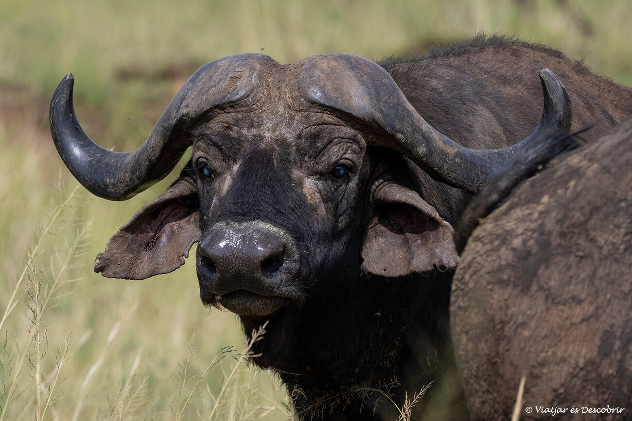 primer plano de un búfalo en el Serengeti