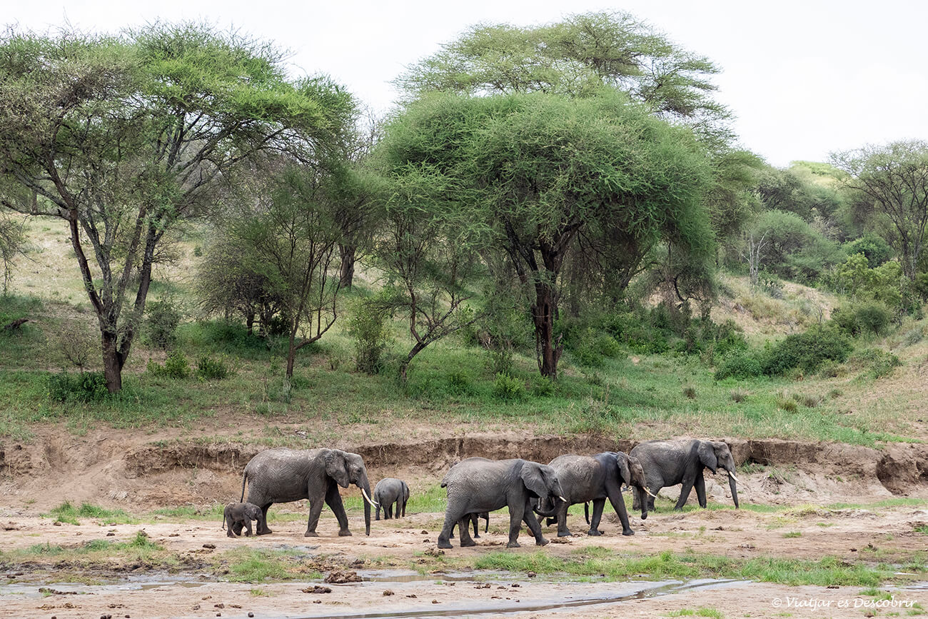 elefantes en el parque nacional tarangire durante un safari en Tanzania