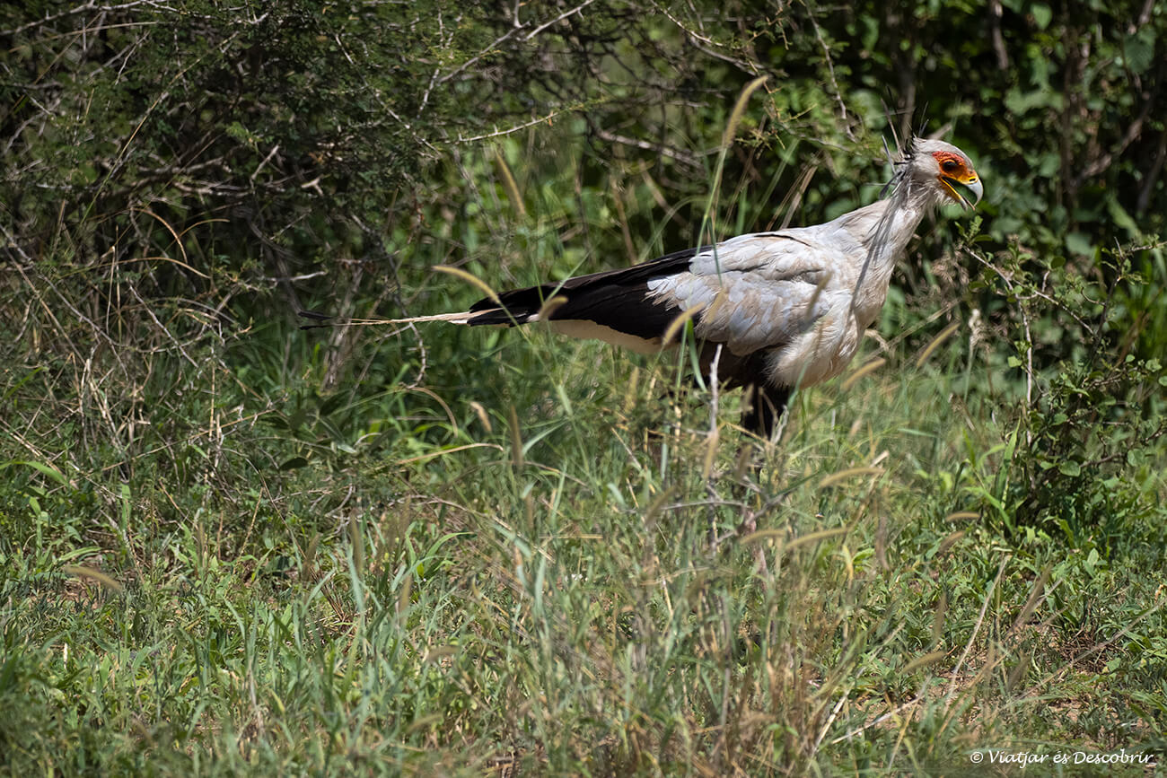 el pájaro secretario es uno de mis preferidos para fotografiar durante un safari en Tanzania