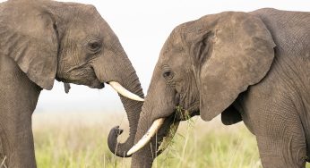 Precio de un safari en Tanzania: ¿Cuánto cuesta en 2026?