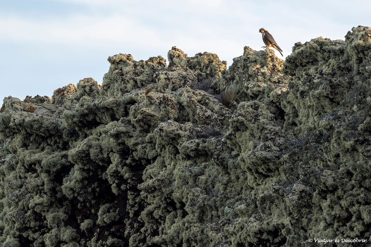 los pájaros son unos de los protagonistas de la fauna que puede verse al visitar el parque nacional pali aike