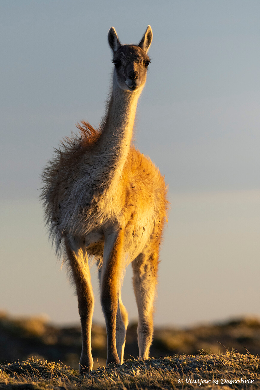 puesta de sol sobre un guanaco