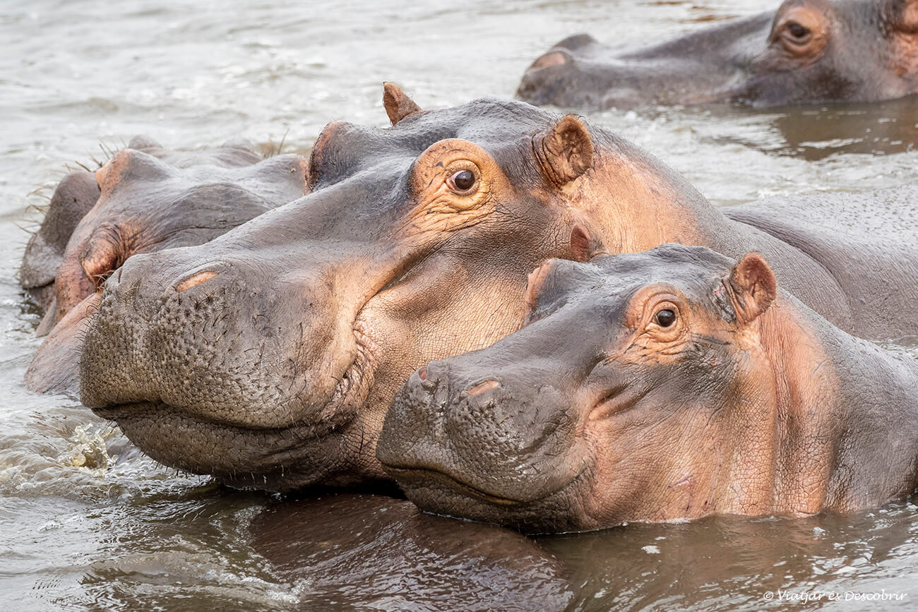 una cría de hipopótamo y su madre en una balsa del Serengeti