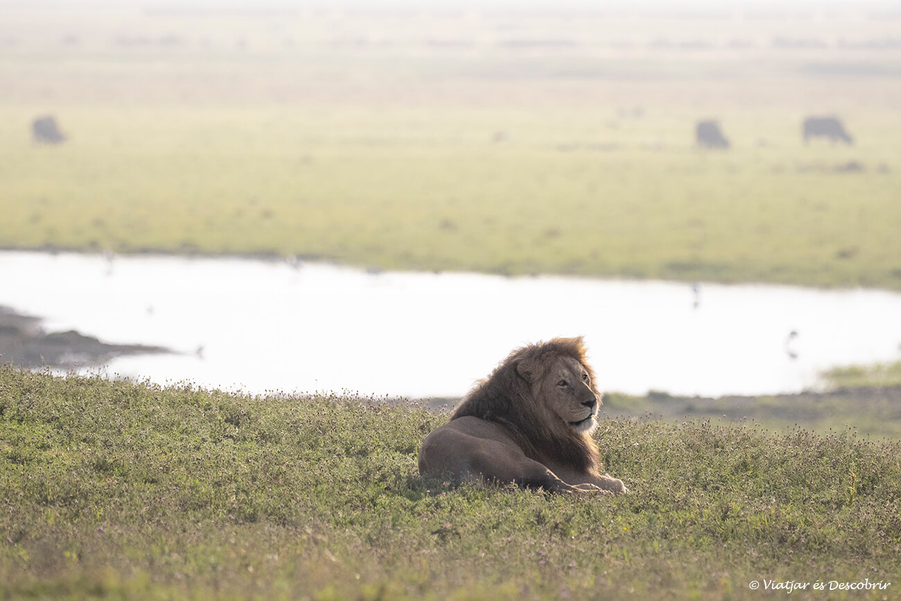 precio de un safari en Tanzania: aunque puede ser caro poder ver la fauna africana en libertad es algo inolvidable