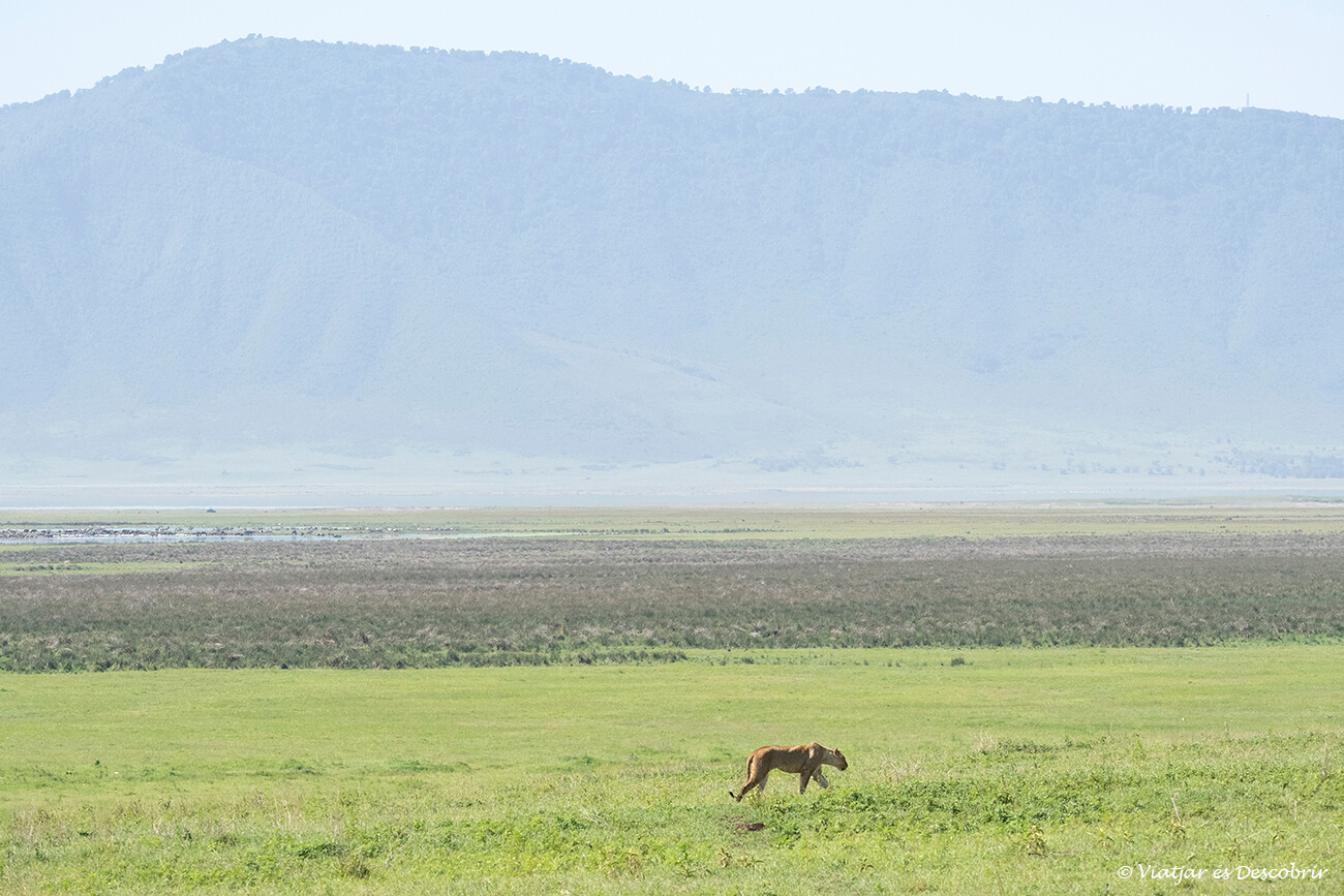 una leona caminando en el paisaje del verde del cráter del Ngorongoro