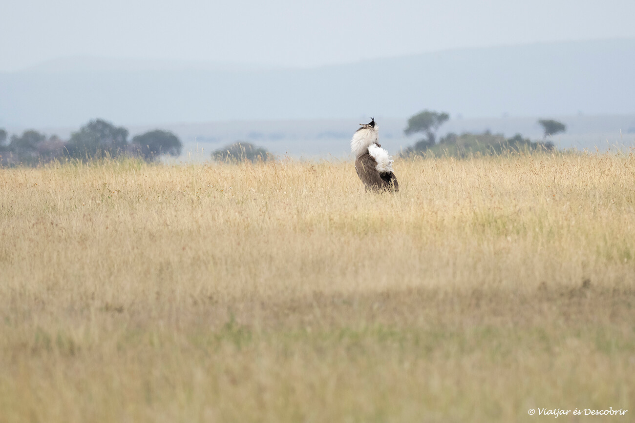 aparte de ver grandes mamíferos durante un safari en Tanzania también se puede ver una gran variedad de pájaros