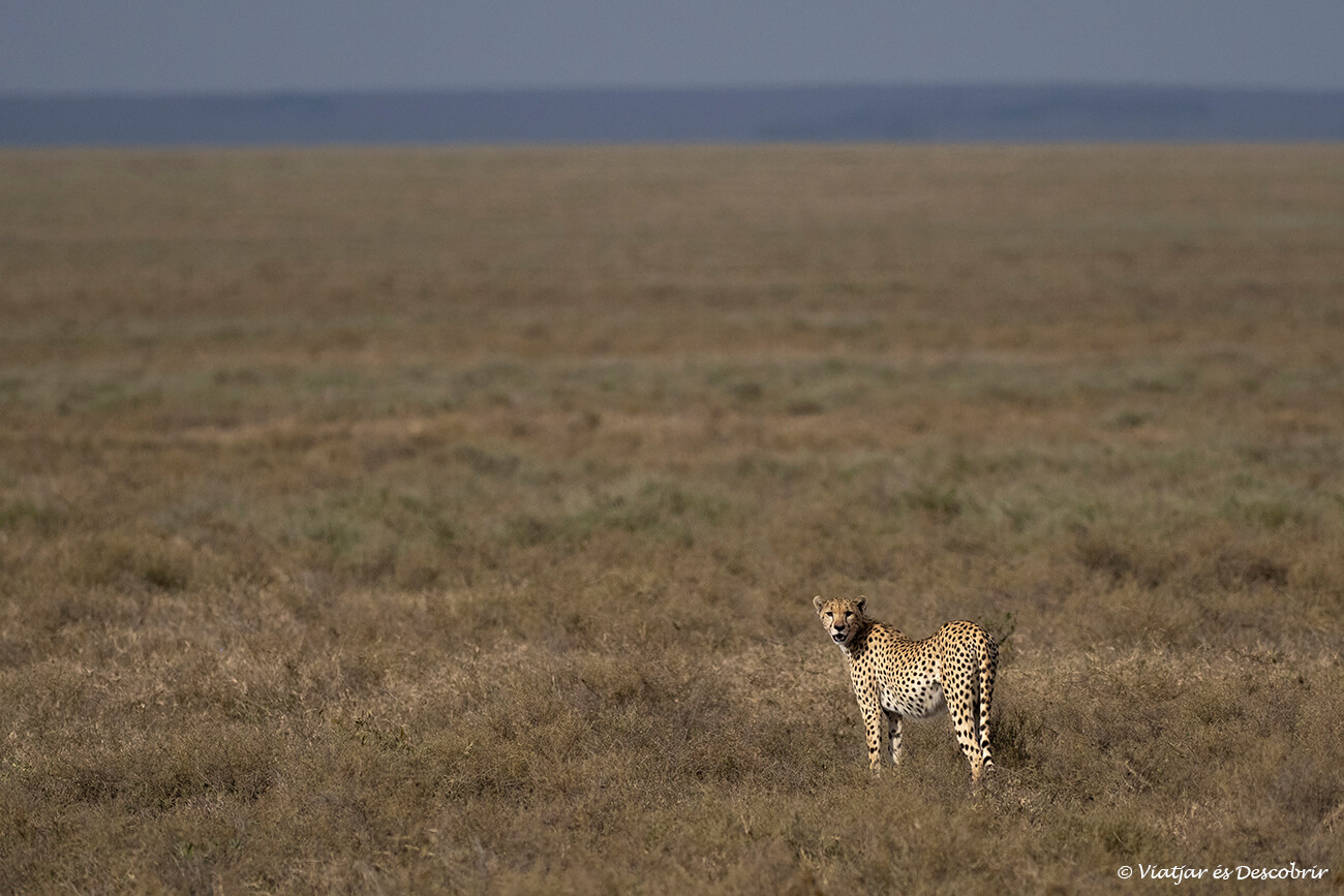 guepardo en el Serengeti una experiencia que hace que valga la pena todo el esfuerzo económico del precio de un safari en Tanzania
