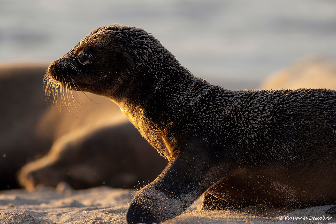 cría de león marino durante la puesta de sol en la playa Mann en la isla de san cristóbal