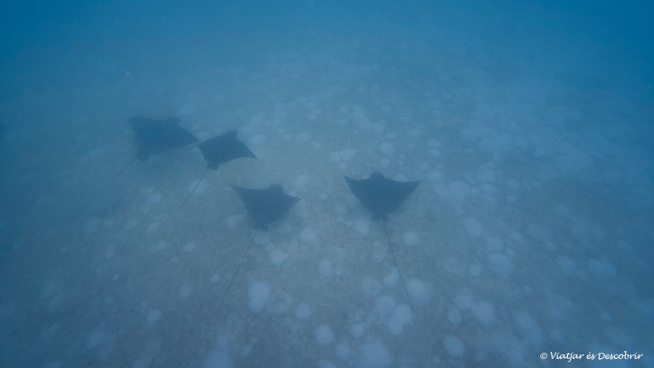 fotografía submarina durante las actividades de snorkel en las galápagos
