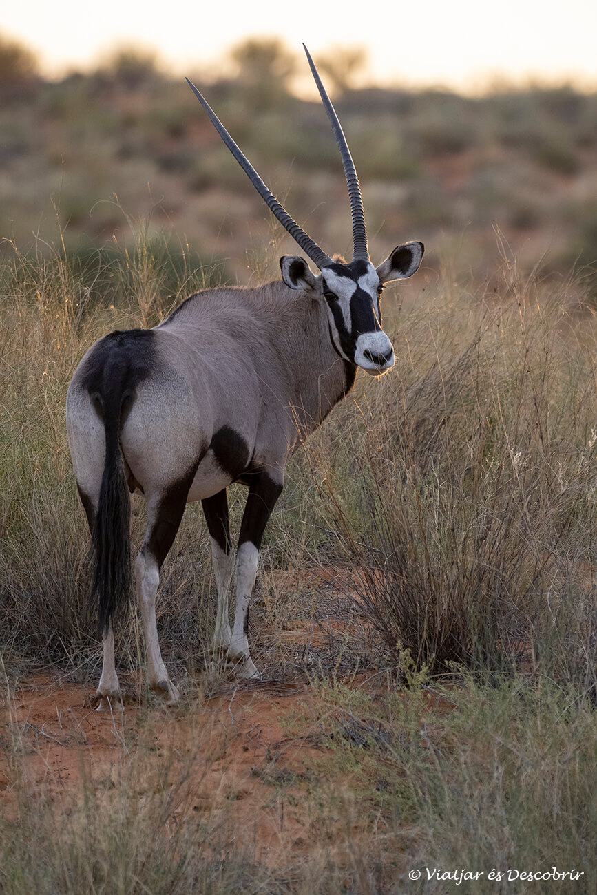 un orix o gemsbok durante un safari en el parque transfronterizo del kgalagadi