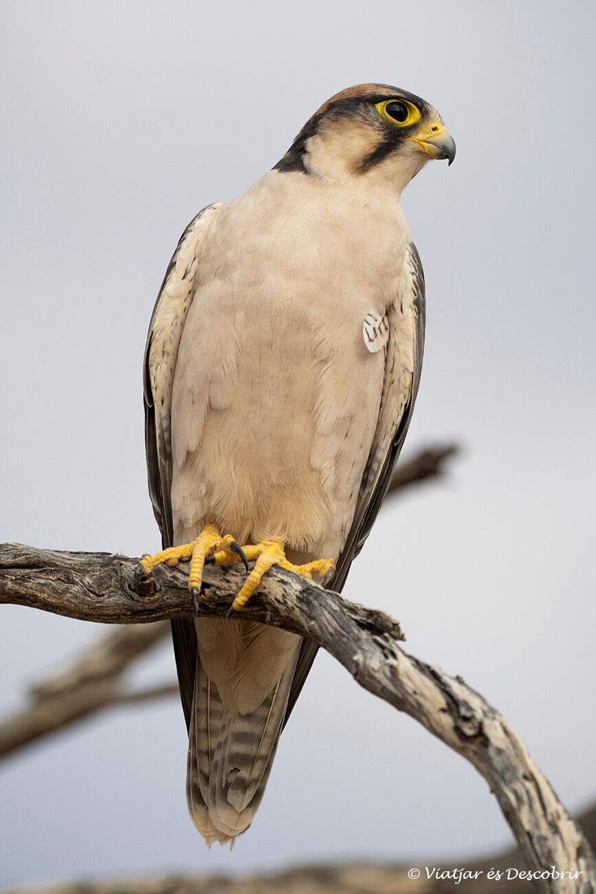 un pequeño halcón en el kalahari