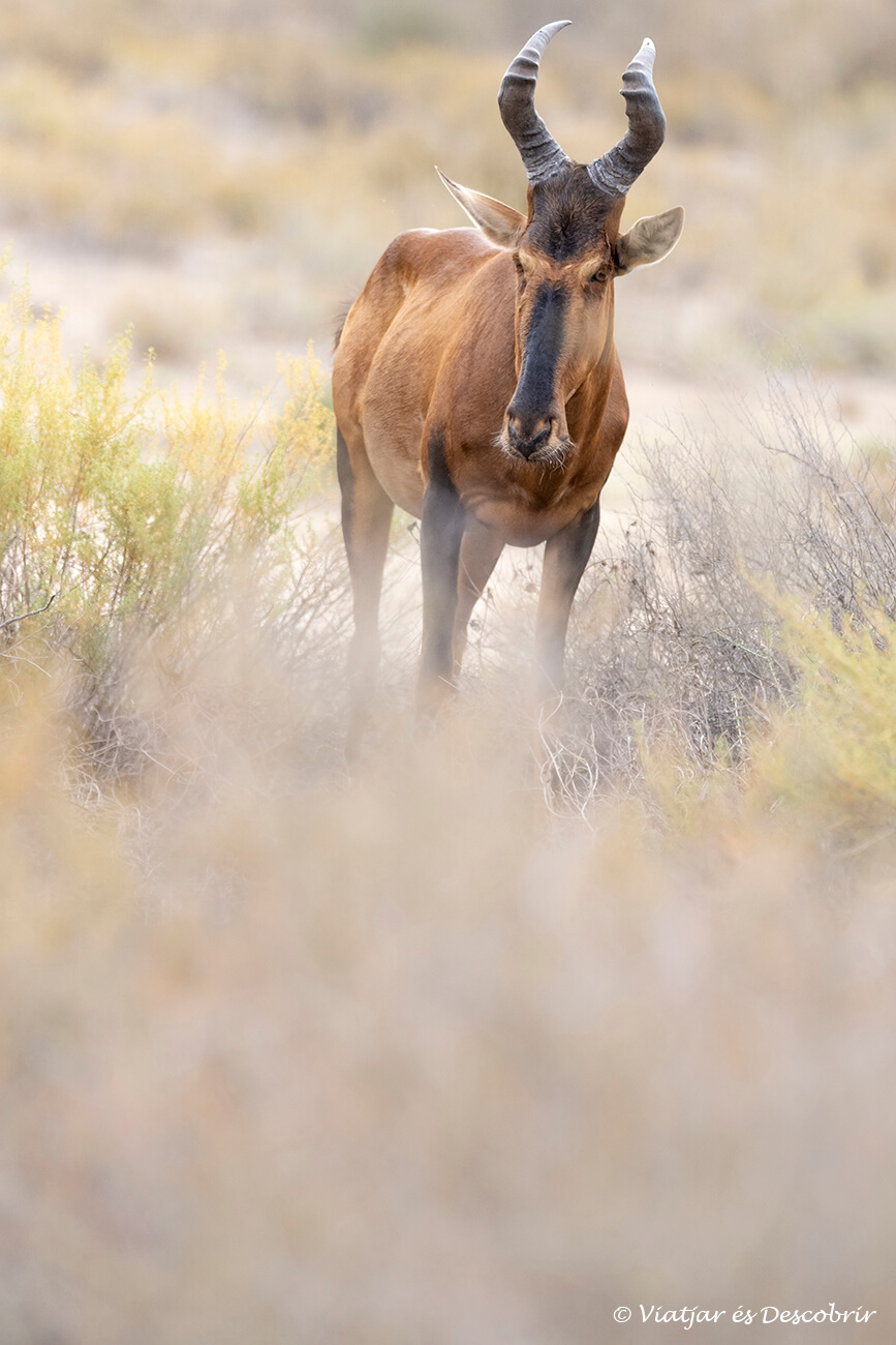 fotografías durante un safari en el parque transfronterizo del kgalagadi