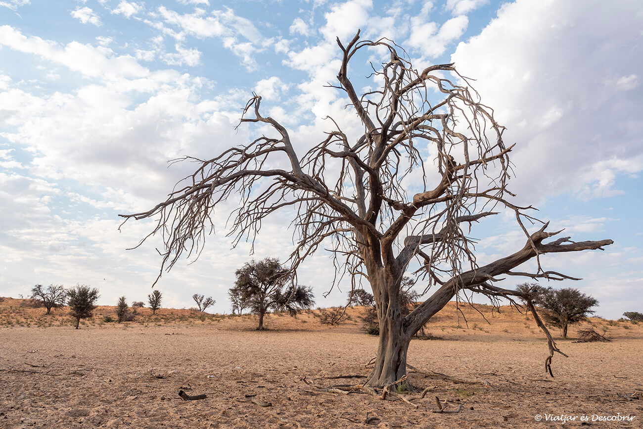 un árbol solitario en el kalahari