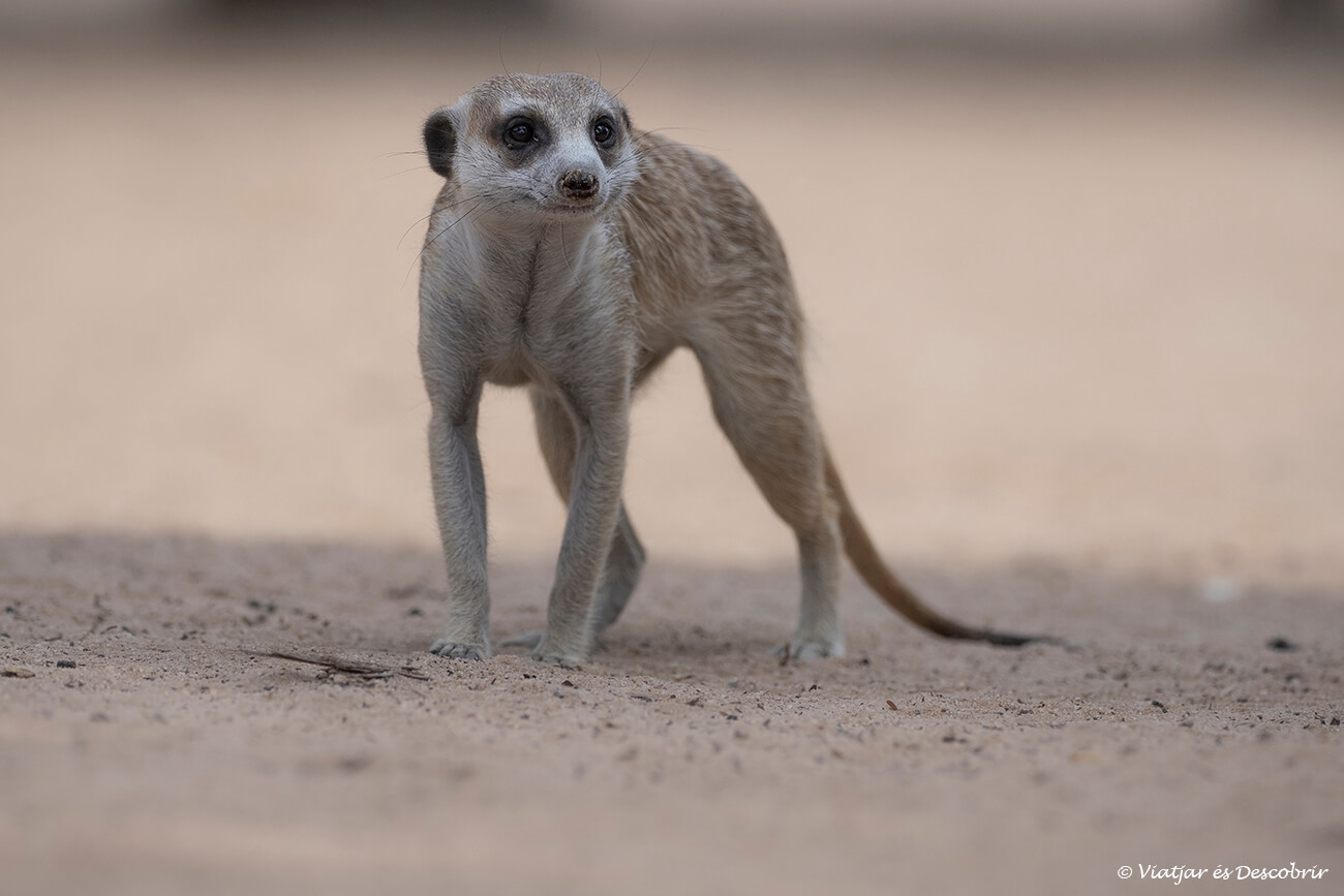 suricata en el camping de Mata Mata en el Kgalagadi