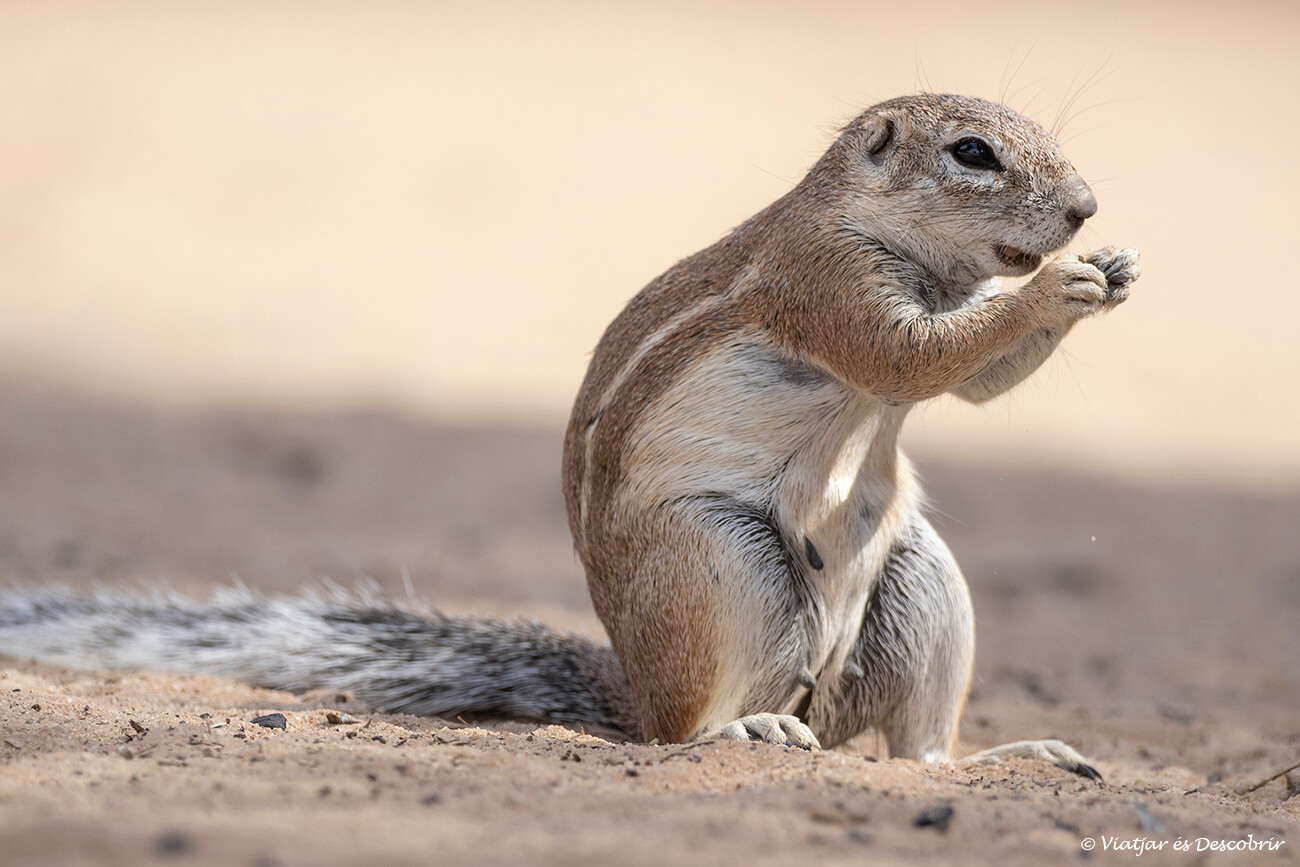 fauna del desierto del Kalahari en Sudáfrica