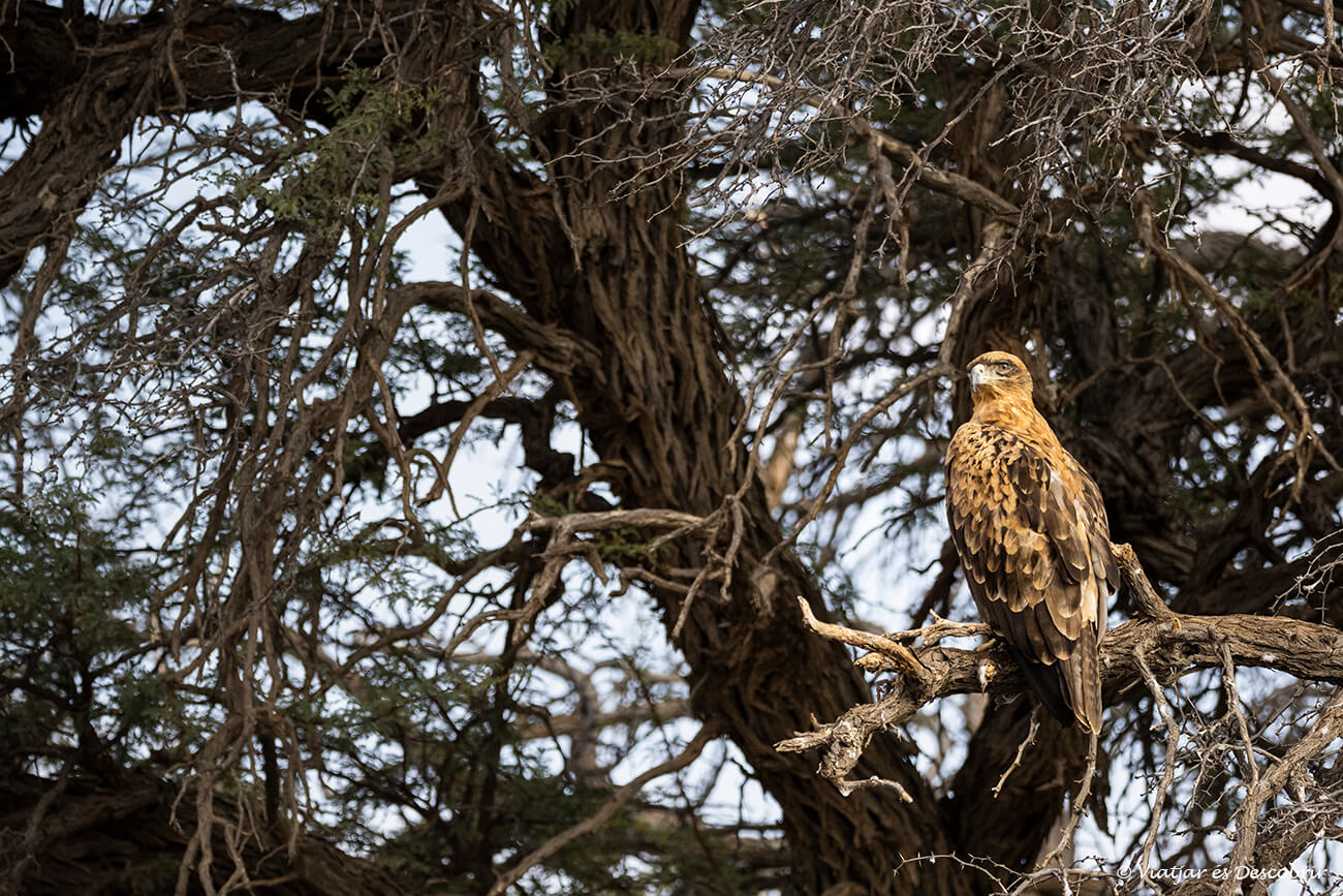 una de las muchas especies de águila que se pueden ver durante un safari en el kgalagadi