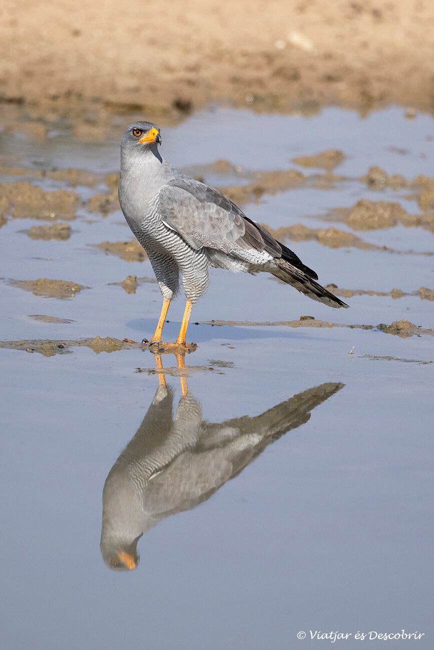 águila en el kalahari