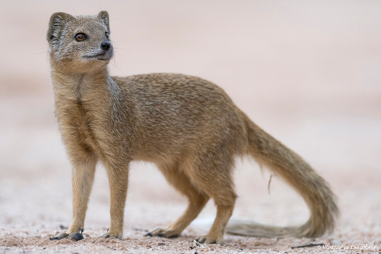 mangosta amarilla en el camping Mata Mata del Parque Kgalagadi