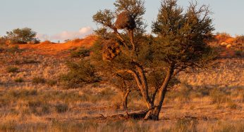 Safari en el Parque Transfronterizo de Kgalagadi: Guía práctica