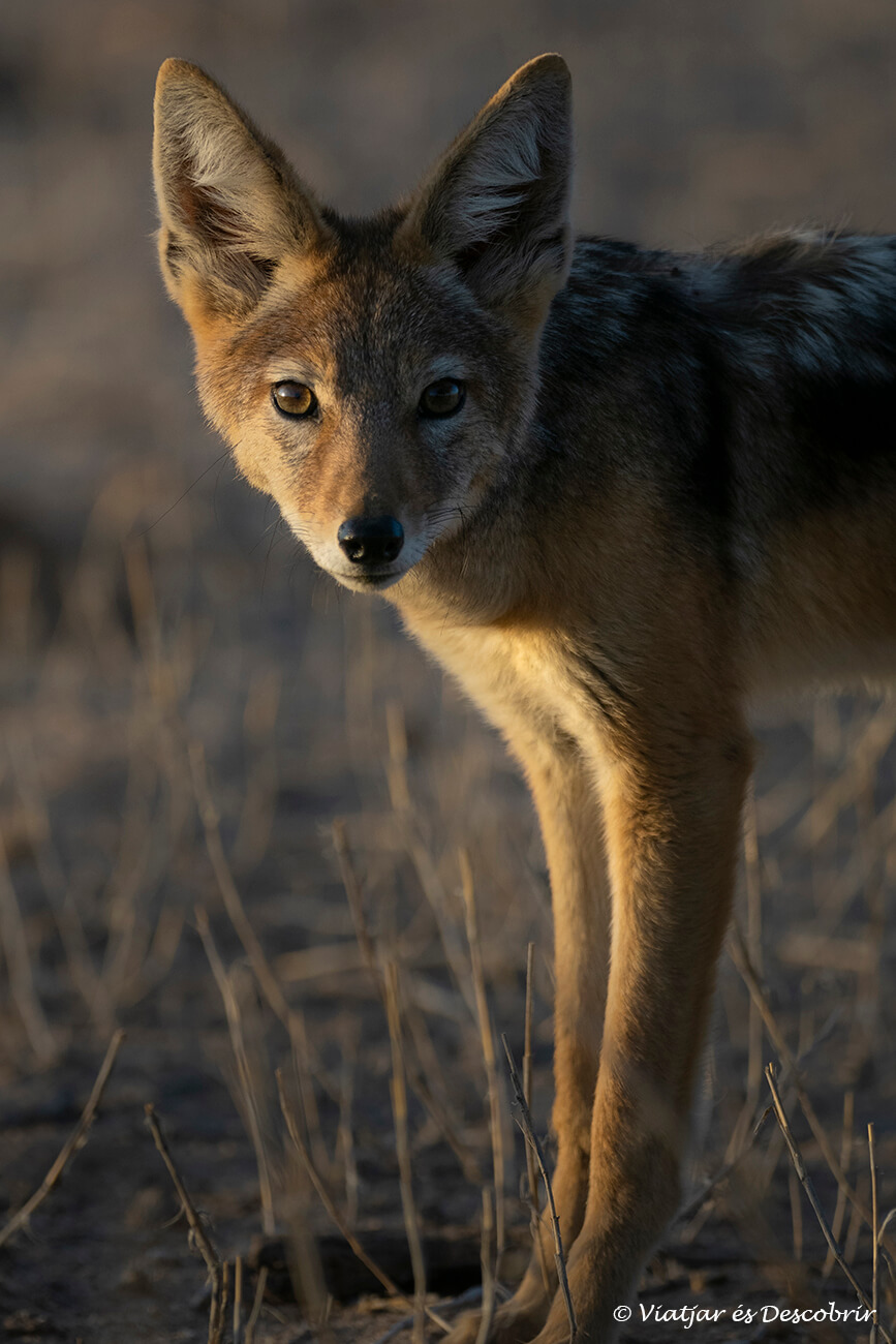 un chacal en el desierto del kalahari donde hay una abundante población de estos mamíferos