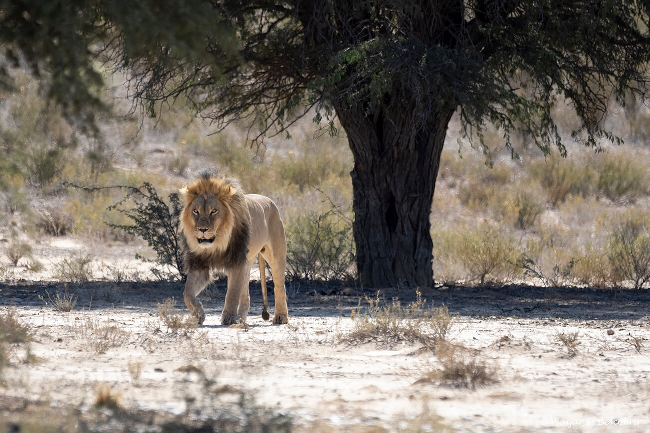 león de malena negra en el Kalahari