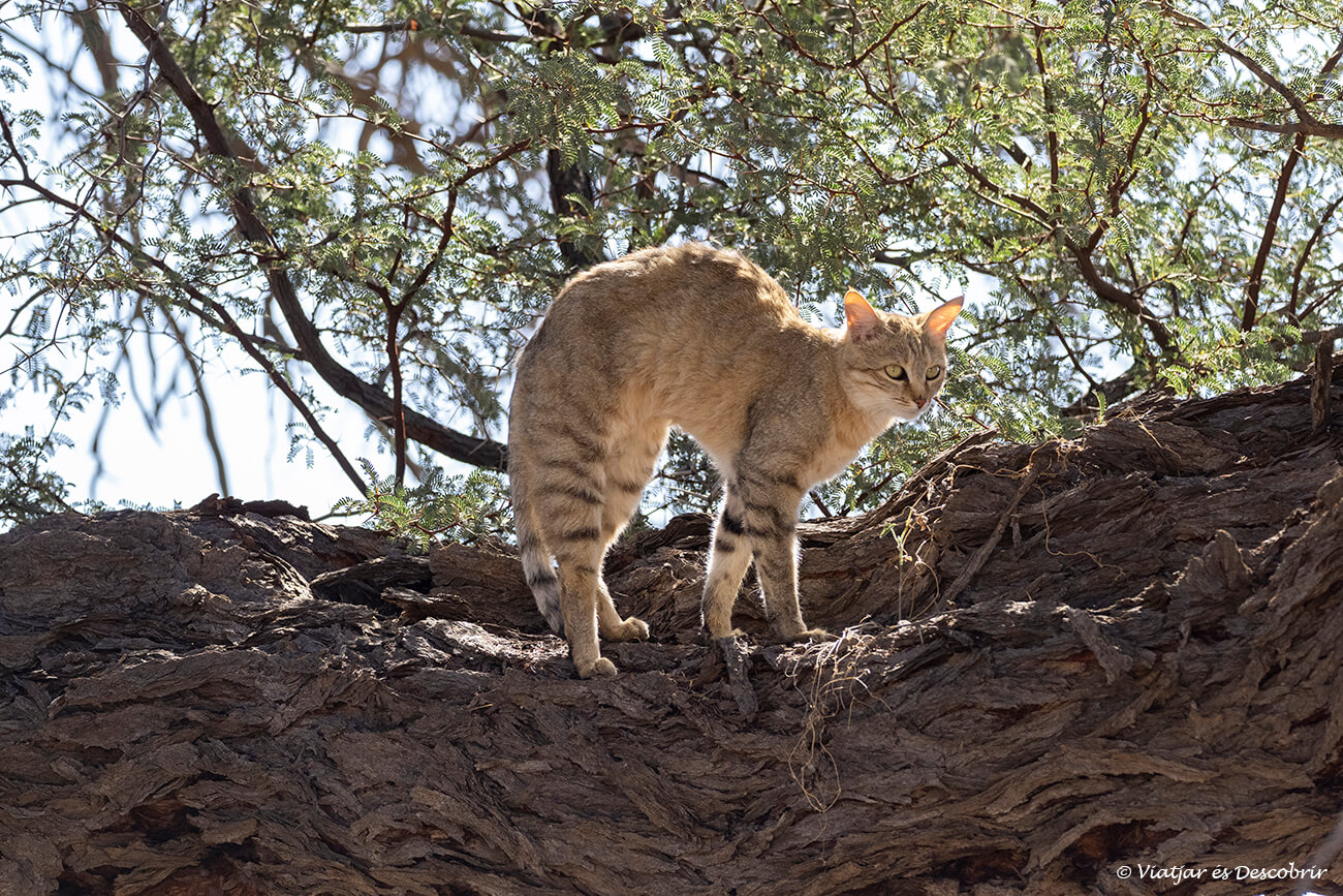 gato salvaje africano en un tronco durante un safari en el parque transfronterizo del kgalagadi