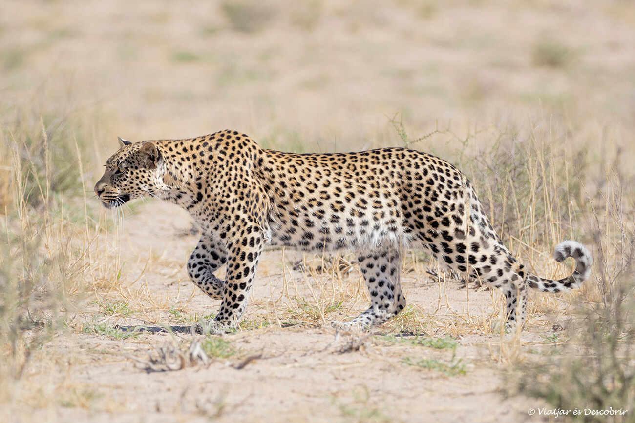 leopardo caminando entre las dunas en el safari en el parque transfronterizo del kgalagadi
