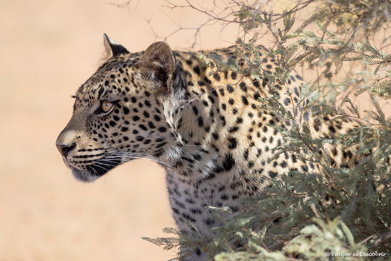 primer plano de un leopardo