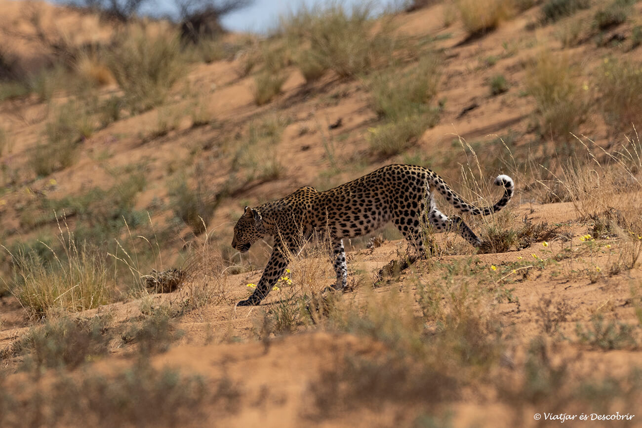 leopardo en el desierto del kalahari