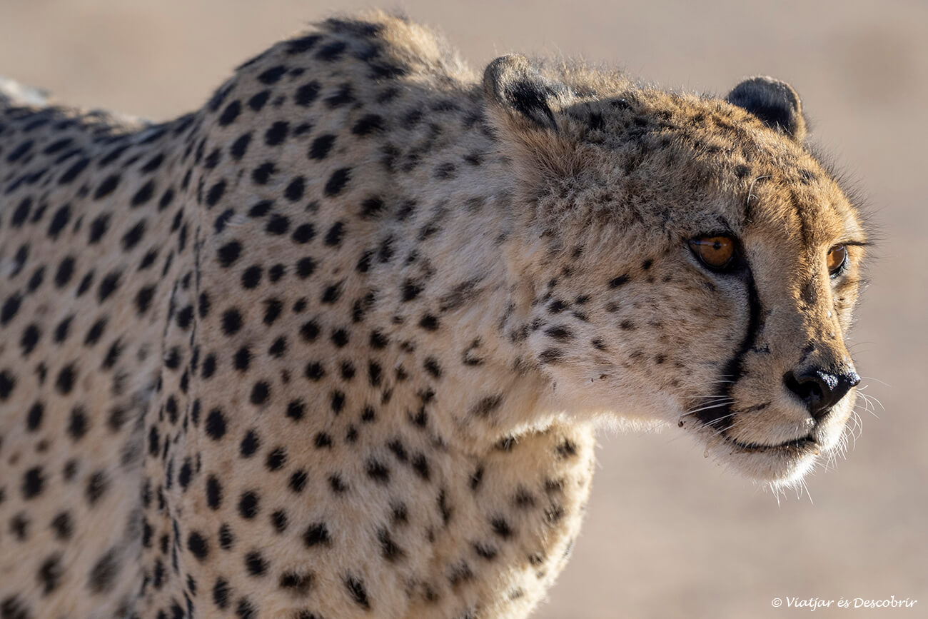primer plano de un guepardo del Kalahari