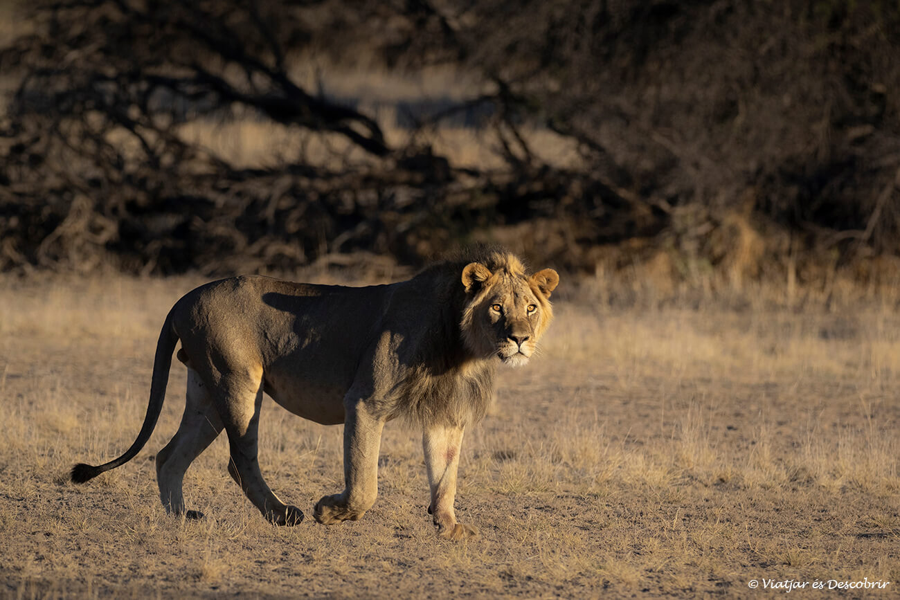 león durante la puesta de sol cerca de Mata Mata