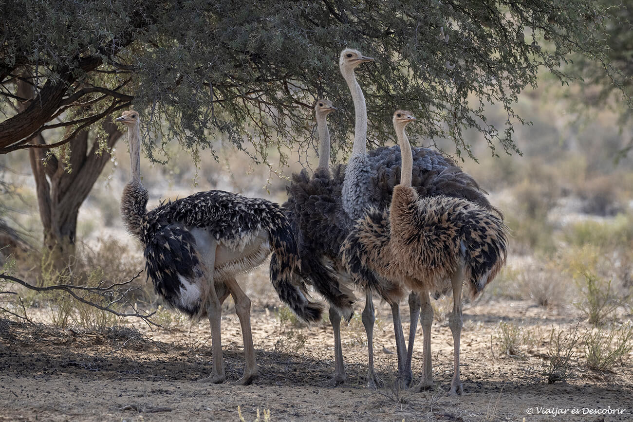 un grupo de cuatro avestruces en el Kalahari