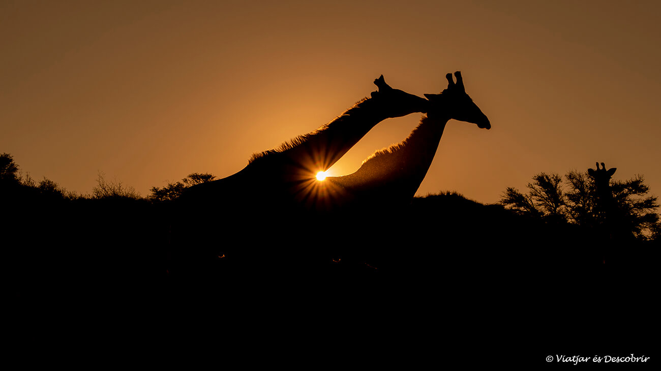 siluetas de jirafas durante la puesta de sol