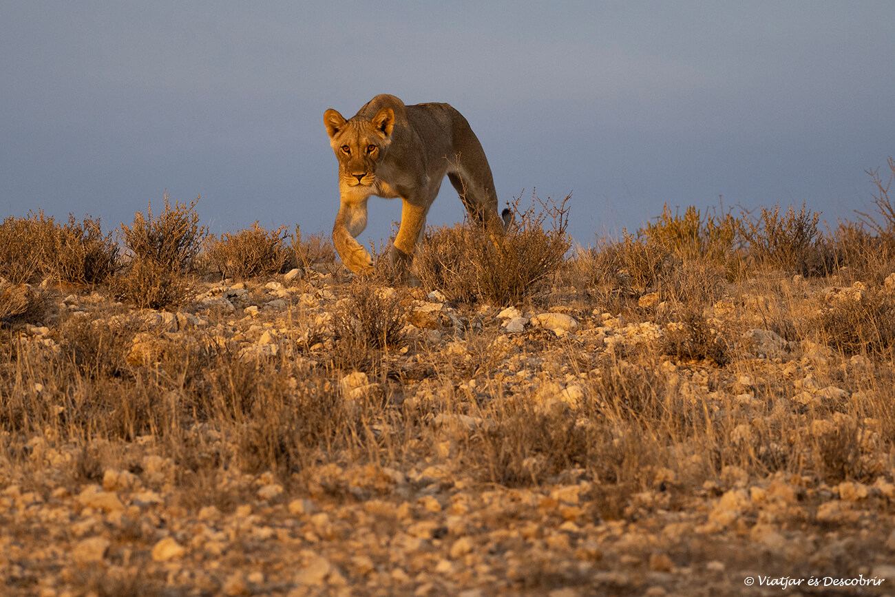 salida de sol entre leonas en el kalahari cerca de mata mata