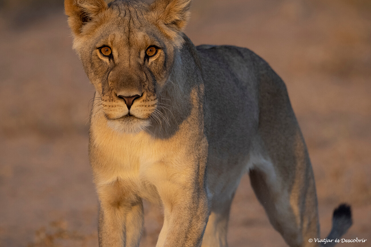 primer plano de una leona durante la salida de sol a lo largo de un safari en el parque transfronterizo del kgalagadi